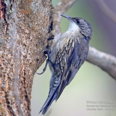 Cormobates leucophaea (White-throated Treecreeper) at Jervis Bay, JBT - 14 Feb 2015 by Charles Dove