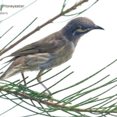 Caligavis chrysops (Yellow-faced Honeyeater) at Ulladulla, NSW - 12 Feb 2015 by CharlesDove