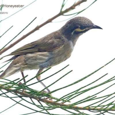 Caligavis chrysops (Yellow-faced Honeyeater) at Ulladulla, NSW - 12 Feb 2015 by CharlesDove