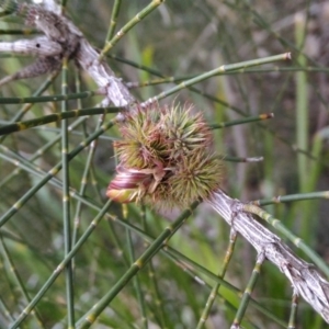 Casuarina glauca at undefined - 11 Jul 2018