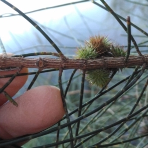 Casuarina glauca at undefined - 11 Jul 2018