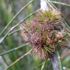 Casuarina glauca at undefined - 11 Jul 2018