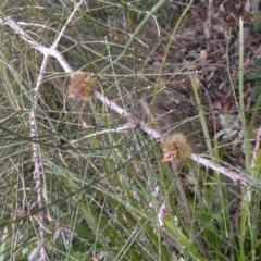 Casuarina glauca at undefined - 11 Jul 2018