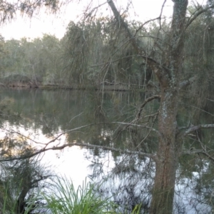 Casuarina glauca at undefined - 11 Jul 2018