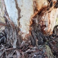 Papyrius nitidus (Shining Coconut Ant) at Aranda Bushland - 11 Jul 2018 by CathB