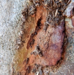 Papyrius nitidus at Aranda, ACT - suppressed