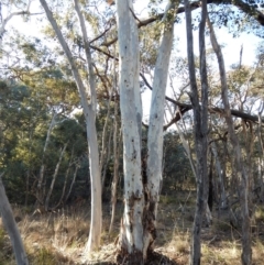 Papyrius nitidus at Aranda, ACT - suppressed