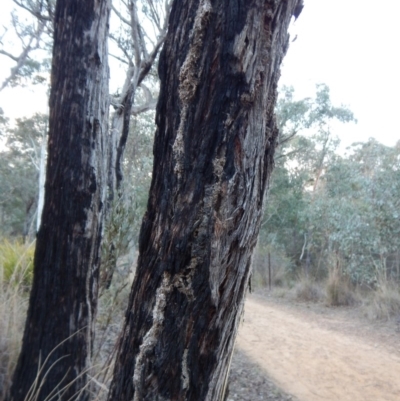 Papyrius nitidus (Shining Coconut Ant) at Aranda Bushland - 11 Jul 2018 by CathB