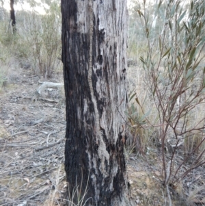 Papyrius nitidus at Aranda, ACT - suppressed