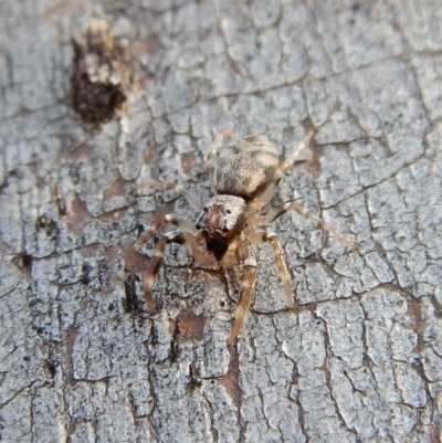 Arasia mollicoma (Flat-white Jumping Spider) at Aranda Bushland - 11 Jul 2018 by CathB