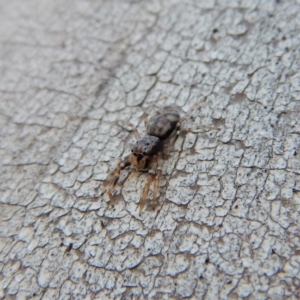 Arasia mollicoma at Aranda, ACT - 11 Jul 2018 04:02 PM