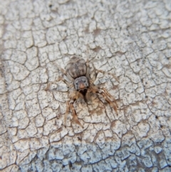 Arasia mollicoma at Aranda, ACT - 11 Jul 2018 04:02 PM