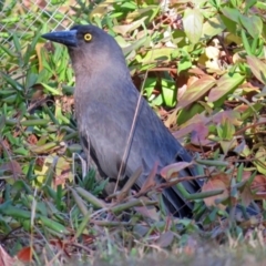 Strepera versicolor (Grey Currawong) at Fadden Hills Pond - 11 Jul 2018 by RodDeb