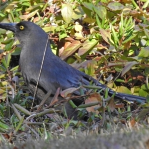 Strepera versicolor at Fadden, ACT - 11 Jul 2018