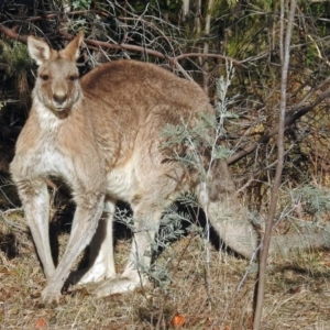 Macropus giganteus at Fadden, ACT - 11 Jul 2018