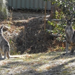 Macropus giganteus at Fadden, ACT - 11 Jul 2018