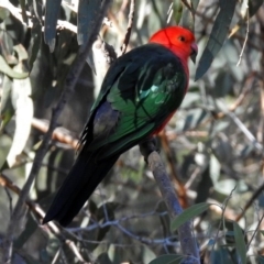 Alisterus scapularis (Australian King-Parrot) at Fadden, ACT - 11 Jul 2018 by RodDeb