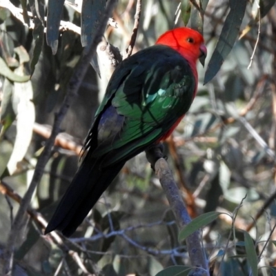 Alisterus scapularis (Australian King-Parrot) at Fadden, ACT - 11 Jul 2018 by RodDeb