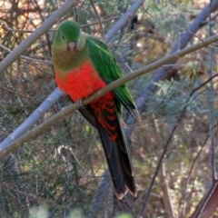 Alisterus scapularis at Fadden, ACT - 11 Jul 2018