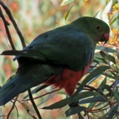 Alisterus scapularis at Fadden, ACT - 11 Jul 2018