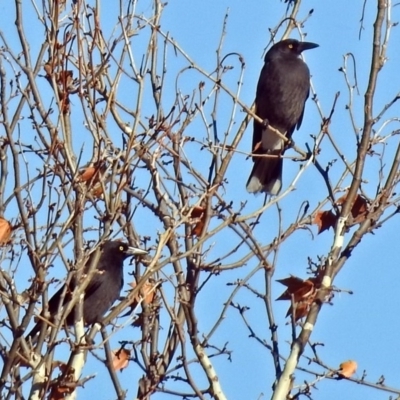Strepera graculina (Pied Currawong) at Fadden, ACT - 11 Jul 2018 by RodDeb