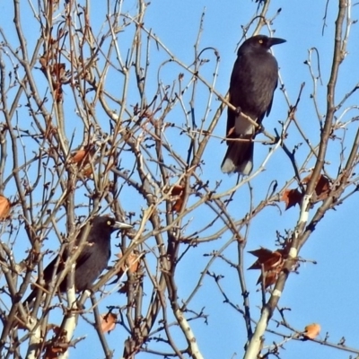 Strepera graculina (Pied Currawong) at Fadden Hills Pond - 11 Jul 2018 by RodDeb