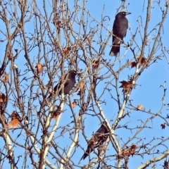 Strepera graculina at Fadden, ACT - 11 Jul 2018