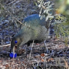 Ptilonorhynchus violaceus (Satin Bowerbird) at Fadden Hills Pond - 11 Jul 2018 by RodDeb