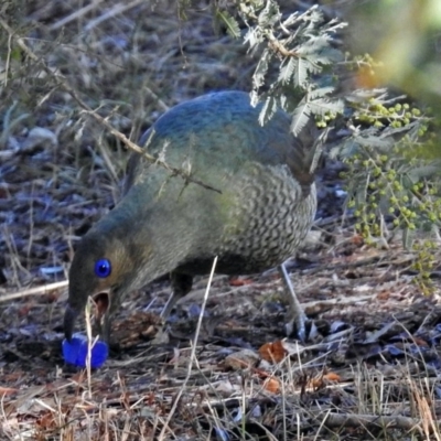 Ptilonorhynchus violaceus (Satin Bowerbird) at Fadden, ACT - 11 Jul 2018 by RodDeb