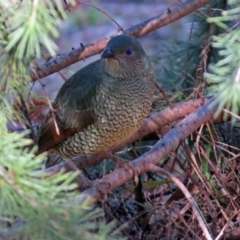 Ptilonorhynchus violaceus at Fadden, ACT - 11 Jul 2018