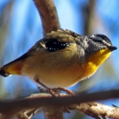 Pardalotus punctatus (Spotted Pardalote) at Fadden, ACT - 11 Jul 2018 by RodDeb