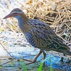 Gallirallus philippensis (Buff-banded Rail) at Burrill Lake, NSW - 6 Feb 2015 by CharlesDove