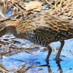 Gallirallus philippensis at Burrill Lake, NSW - 6 Feb 2015