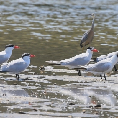 Hydroprogne caspia (Caspian Tern) at Burrill Lake, NSW - 6 Feb 2015 by CharlesDove