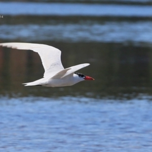 Hydroprogne caspia at Burrill Lake, NSW - 6 Feb 2015