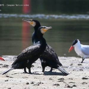 Phalacrocorax carbo at Burrill Lake, NSW - 7 Feb 2015