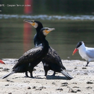 Phalacrocorax carbo (Great Cormorant) at Burrill Lake, NSW - 6 Feb 2015 by Charles Dove