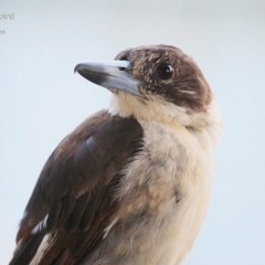 Cracticus torquatus (Grey Butcherbird) at Lake Conjola, NSW - 6 Apr 2015 by CharlesDove