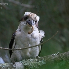 Dacelo novaeguineae (Laughing Kookaburra) at Garrad Reserve Walking Track - 25 Jan 2015 by Charles Dove