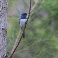 Myiagra rubecula (Leaden Flycatcher) at Narrawallee, NSW - 25 Jan 2015 by Charles Dove