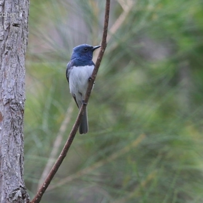 Myiagra rubecula (Leaden Flycatcher) at Narrawallee Foreshore and Reserves Bushcare Group - 25 Jan 2015 by Charles Dove
