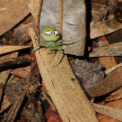 Araneus sp. (genus) (Orb weaver) at Garrad Reserve Walking Track - 26 Jan 2015 by Charles Dove