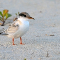 Sternula albifrons (Little Tern) at Cunjurong Point, NSW - 4 Feb 2015 by CharlesDove