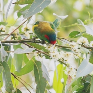 Glossopsitta concinna at Lake Conjola, NSW - 5 Feb 2015 12:00 AM