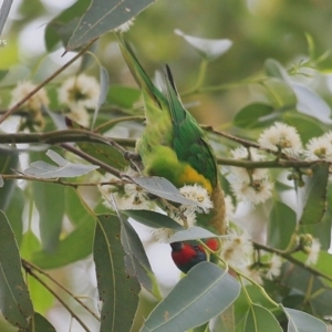 Glossopsitta concinna at Lake Conjola, NSW - 5 Feb 2015 12:00 AM