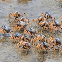 Mictyris longicarpus (Soldier Crab) at Undefined - 31 Jan 2015 by Charles Dove