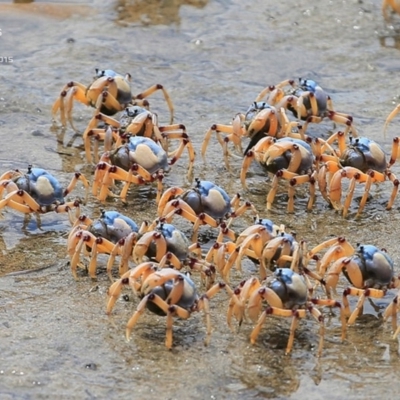 Mictyris longicarpus (Soldier Crab) at Undefined - 1 Feb 2015 by CharlesDove