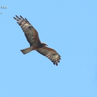 Lophoictinia isura (Square-tailed Kite) at Lake Conjola, NSW - 7 Feb 2015 by CharlesDove