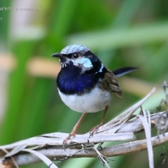 Malurus cyaneus (Superb Fairywren) at Narrawallee, NSW - 26 Jan 2015 by CharlesDove