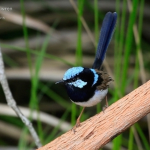 Malurus cyaneus at Lake Conjola, NSW - 4 Feb 2015